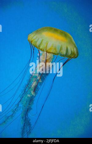 Single Pacific Nettle Jellyfish (Chrysaora fusescens) che brilla nella luce dell'acquario. Foto Stock
