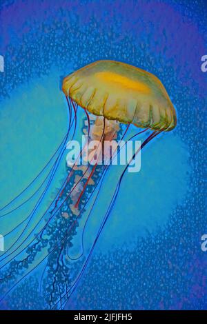 Single Pacific Nettle Jellyfish (Chrysaora fusescens) che brilla nella luce dell'acquario. Foto Stock