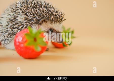 cibo per ricci. Carino hedgehog grigio e fragole rosse su uno sfondo beige.Baby hedgehog.fragole Harvest.African hedgehog. pet e rosso Foto Stock