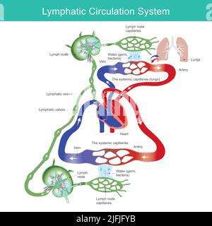 Sistema di circolazione linfatica. Diagramma del sistema di circolazione linfatica per l'educazione medica. Illustrazione. Illustrazione Vettoriale