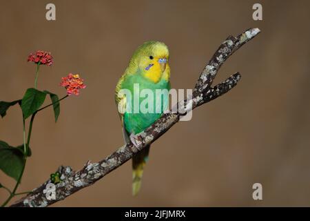 Un uccello Budgerigar australiano maschio -Pelopsittacus undulatus- arroccato su un ramo di albero che riposa in forte luce del pomeriggio Foto Stock