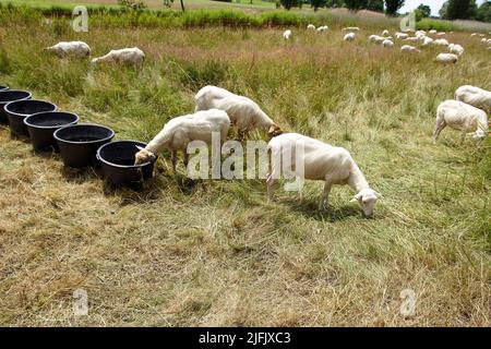 Pecora olandese bianca, tagliata di recente nell'erba alta lungo una strada. Mangiatoie rotonde e nere. Luglio, Paesi Bassi. Foto Stock