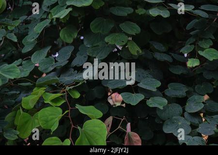 Foglie di albero Apta (Bauhinia racemosa). Le foglie di albero di Apta si distribuiscono in India per l'occasione di Dussehra. Un atto noto come scambio d'oro, che punta alla s Foto Stock