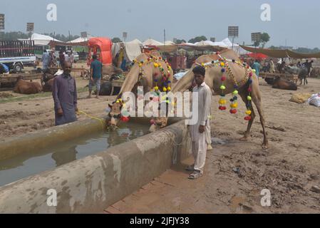 Lahore, Punjab, Pakistan. 3rd luglio 2022. Il venditore pakistano mostra animali sacrificali al mercato animale Lakho Dehar per il prossimo Eid ul-Adha a Lahore. I musulmani di tutto il mondo festeggeranno 'Eid ul-Adha', noto anche come la Festa del sacrificio (Qurbani), per celebrare il mese islamico di Zil Hijjah, macellando pecore, capre, mucche e cammelli per commemorare la volontà del profeta Abrahamo di sacrificare suo figlio Ismail al comando di Dio. (Credit Image: © Rana Sajid Hussain/Pacific Press via ZUMA Press Wire) Foto Stock