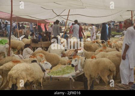 Lahore, Punjab, Pakistan. 3rd luglio 2022. Il venditore pakistano mostra animali sacrificali al mercato animale Lakho Dehar per il prossimo Eid ul-Adha a Lahore. I musulmani di tutto il mondo festeggeranno 'Eid ul-Adha', noto anche come la Festa del sacrificio (Qurbani), per celebrare il mese islamico di Zil Hijjah, macellando pecore, capre, mucche e cammelli per commemorare la volontà del profeta Abrahamo di sacrificare suo figlio Ismail al comando di Dio. (Credit Image: © Rana Sajid Hussain/Pacific Press via ZUMA Press Wire) Foto Stock