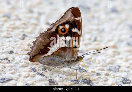 Un primo piano con una farfalla Apaatura iris sul muro, viola emperiore, uno Foto Stock