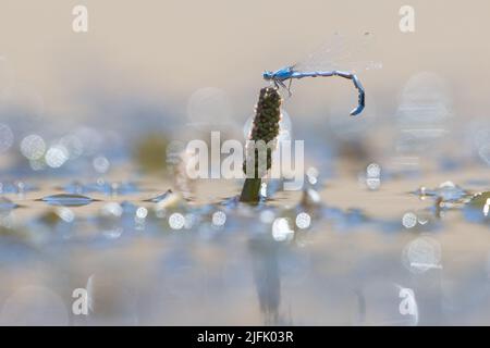 Un bluet a doppia striscia (Enallagma basidens) Damselfly dalla zona della baia di San Francisco in California, USA. Foto Stock