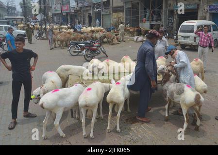 Lahore, Punjab, Pakistan. 3rd luglio 2022. Il venditore pakistano mostra animali sacrificali al mercato animale Lakho Dehar per il prossimo Eid ul-Adha a Lahore. I musulmani di tutto il mondo festeggeranno 'Eid ul-Adha', noto anche come la Festa del sacrificio (Qurbani), per celebrare il mese islamico di Zil Hijjah, macellando pecore, capre, mucche e cammelli per commemorare la volontà del profeta Abrahamo di sacrificare suo figlio Ismail al comando di Dio. (Credit Image: © Rana Sajid Hussain/Pacific Press via ZUMA Press Wire) Foto Stock