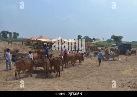 Lahore, Punjab, Pakistan. 3rd luglio 2022. Il venditore pakistano mostra animali sacrificali al mercato animale Lakho Dehar per il prossimo Eid ul-Adha a Lahore. I musulmani di tutto il mondo festeggeranno 'Eid ul-Adha', noto anche come la Festa del sacrificio (Qurbani), per celebrare il mese islamico di Zil Hijjah, macellando pecore, capre, mucche e cammelli per commemorare la volontà del profeta Abrahamo di sacrificare suo figlio Ismail al comando di Dio. (Credit Image: © Rana Sajid Hussain/Pacific Press via ZUMA Press Wire) Foto Stock