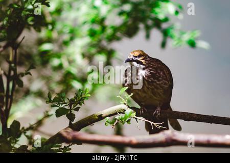 Un bulbul a punta di paglia arroccato sul ramo in una giornata di sole Foto Stock