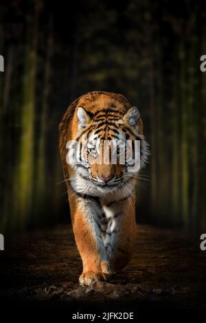 Primo piano Tigre Siberiano a piedi su strada attraverso la foresta scura Foto Stock