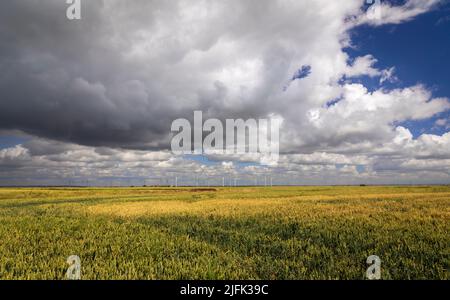 Fattoria a vento Little Cheyne Court sulla palude Romney tra Camber e Lydd sul confine orientale Sussex Kent Inghilterra sud-orientale Regno Unito Foto Stock