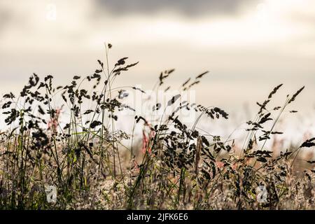 Erbe a Burnley. Foto Stock