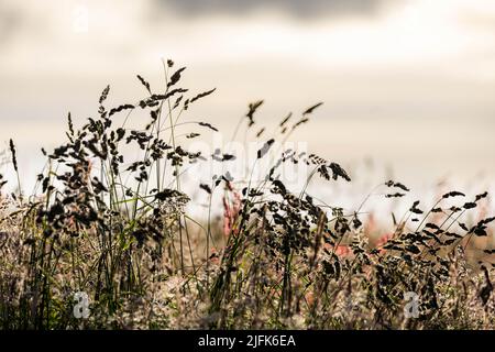 Erbe a Burnley. Foto Stock