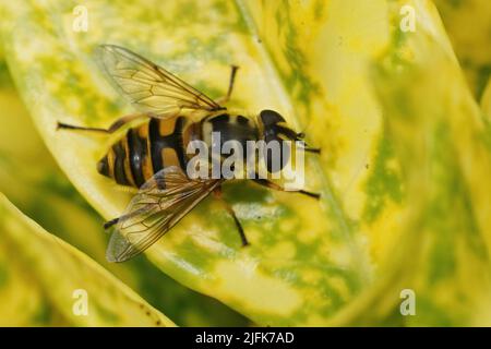 Closeup morbido e dettagliato su una fresca hoverfly deadhead emersa, Myathropa florea, seduta su una foglia gialla nel giardino Foto Stock