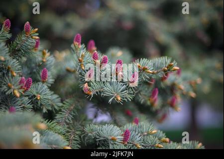 Fiore di abete rosso. Piccoli fiori di conifere di colore rosa brillante o coni giovani che crescono su pennelli di abete Foto Stock