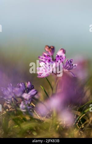 Autunno squill; Prospero autumnale; Cornovaglia; UK Foto Stock