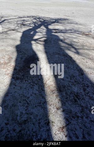 Ombra di uno degli alberi a Baines Baobab Nxai Salt Pan Botswana Foto Stock