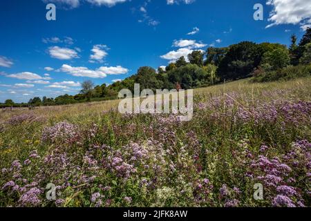 Broughton Down; Wild Marjoram Flowering; Hampshire; UK Foto Stock