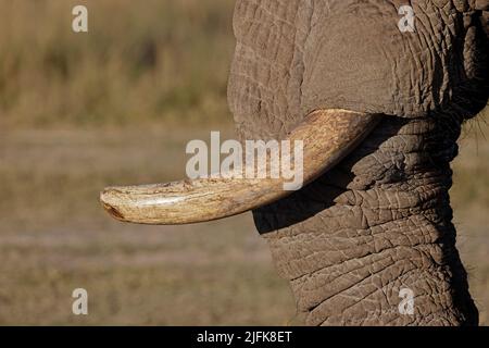 L'elefante si brinca al Nxai Pan Waterhole Botswana Foto Stock