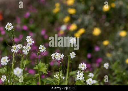 Senape d'aglio; Alliaria peticolata; Fiori; UK Foto Stock