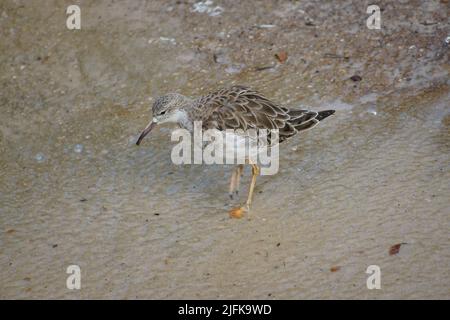 sandpiper isolato sulla spiaggia del Mar Baltico vicino Zingst. I pappataci (Calidris) sono un genere della famiglia degli uccelli da cecchino. Foto Stock