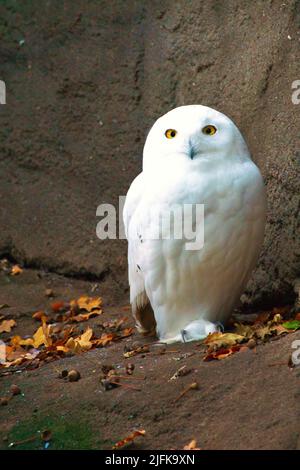 White Barn Owl. Il gufo è un uccello di preda del crepuscolo e della notte. Si verifica anche in Germania Foto Stock