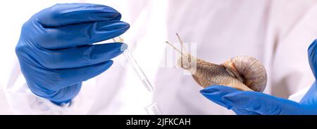 Uno scienziato in un vestito protettivo con una lumaca nelle sue mani. Studio delle proprietà della mucina della lumaca. L'uso del muco della lumaca in cosmetologia. Cura della pelle a Foto Stock