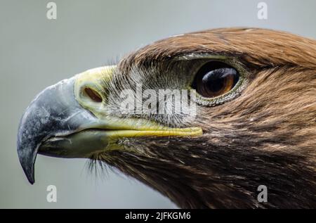 Primo piano della testa di un'aquila reale (Aquila chrysaetos) Foto Stock
