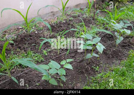 Mais e legume Coppea piante intercropping su un orto. Foto Stock