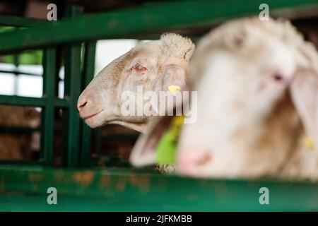 Merinolandschaf o razza Merino di pecora domestica in penna di fattoria. Questa razza è nota anche come Wurttemberger. Messa a fuoco selettiva. Foto Stock