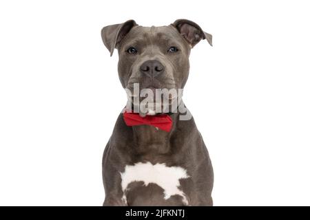 bellissimo american staffordshire terrrier cane con bowtie rosso e seduta di fronte a sfondo bianco in studio, ritratto Foto Stock