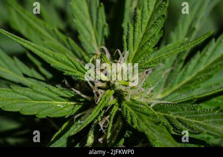 Blooming Cannabis Marijuana Green mature boccioli di fiori Foto Stock