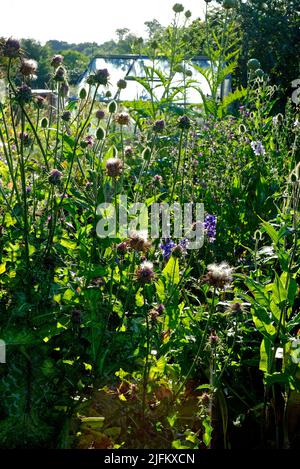 sovrano giardino di allotment inglese, norfolk, inghilterra Foto Stock