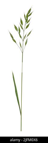 Soft Brome - Bromus hordaceus Foto Stock