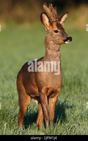 CAPRIOLO maschio (buck) in velluto, Regno Unito. Foto Stock