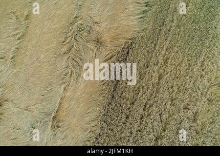 Vista aerea, campo di grano maturo danneggiato da vento e pioggia. Foto Stock