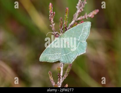 Piccolo Erba smeraldo - Chlorissa viridata Foto Stock