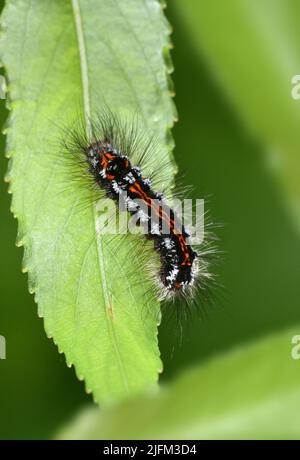 Coda gialla - Euproctis similis Foto Stock