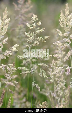 Yorkshire-nebbia - Holcus lanatus Foto Stock