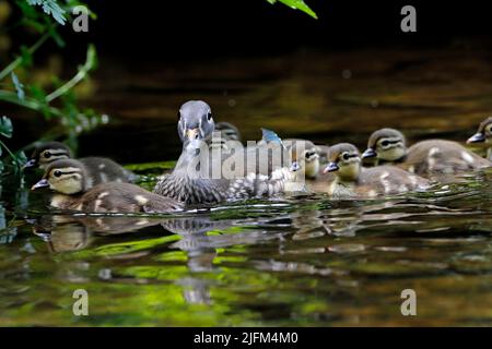 ANATRA MANDARINA (Aix galericulata) femmina con anatroccoli, Regno Unito. Foto Stock