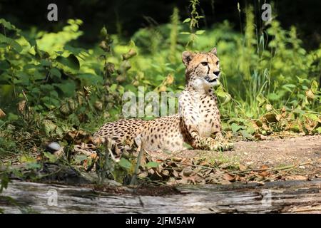 Il ghepardo (Acinonyx jubatus) è un gatto di grandi dimensioni e originario dell'Africa e dell'Iran centrale. È l'animale di terra più veloce. Foto Stock