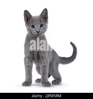 Adorabile gattino russo blu, in piedi di fronte. Guardando accanto alla fotocamera con fantastici occhi verdi. Isolato su sfondo bianco. Foto Stock