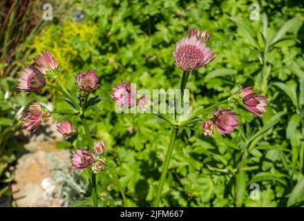 Primo piano di Astrantia 'Roma' Apiaceae piante fiori fiore rosa fioritura in giardino in primavera Inghilterra Regno Unito GB Gran Bretagna Foto Stock
