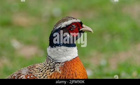 Primo piano di un adorabile fagiano comune su sfondo verde sfocato Foto Stock