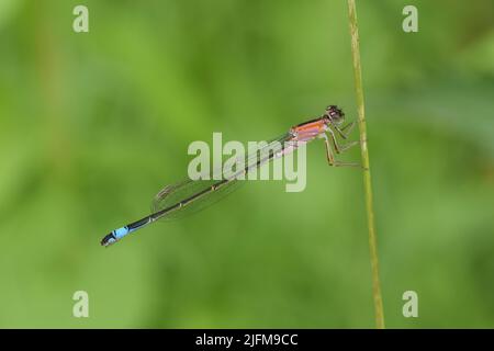 Un primo colpo di una femmina giovane damselfly dalla coda blu o bluetail comune (Ischnura elegans) seduto su una canna Foto Stock