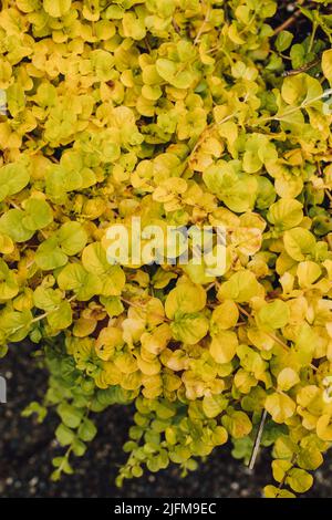 Lysimachia nummularia è una specie di pianta fiorente della famiglia delle primerose Primulaceae. I suoi nomi comuni includono moneywort, jenny strisciante, herb due Foto Stock
