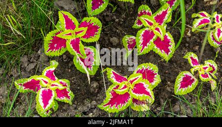 Coleus pianta all'aperto in una giornata estiva di sole. Foglie colorate. Foto Stock