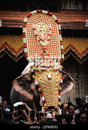 Elefanti di thrissur pooram in piedi su una linea kerala più grande festival Foto Stock