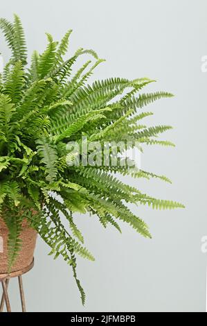 Primo piano di Nephrolepis in una pentola. Isolato su sfondo bianco Foto Stock